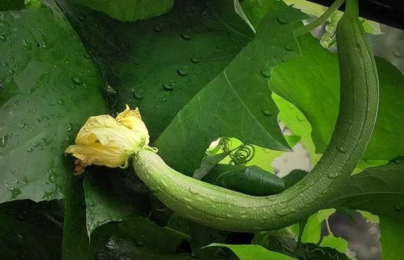 'Ky phung dich thu' cua muop, ca hai tuyet doi khong duoc an cung nhau