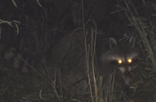Trong lúc kiểm tra ngôi mộ, các chuyên gia đột nhiên nghe thấy tiếng động lạ. Kế đến, họ nhìn thấy 4 đốm sáng màu xanh lóe lên trong mộ cổ. Ảnh minh họa. Nguồn: Dembuon.vn.
