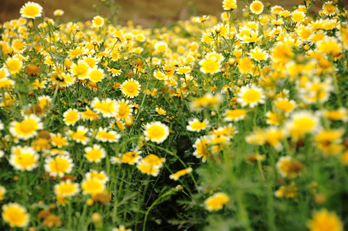 Vườn hoa cải cúc ở Hà Nội.