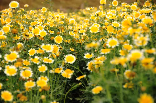 Vườn hoa cải cúc ở Hà Nội.