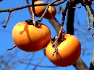 Hồng được chia thành hồng ngọt và hồng chát hay còn gọi là hồng ngâm. Trái hồng đỏ thường có vị ngọt mát, dễ ăn, trái hồng vàng thường có vị giòn tan, ngon miệng.