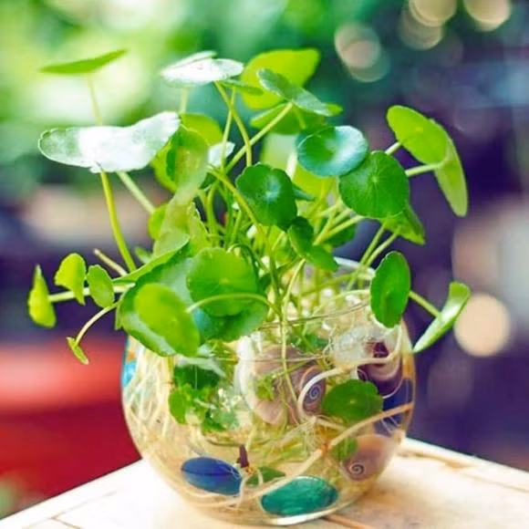 5 loai cay hut loc, phu quy nghe ten “sac mui tien“