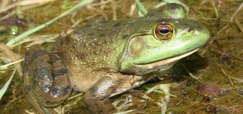 Ễnh ương Mỹ là loài ếch lớn nhất ở Bắc Mỹ. Có nguồn gốc từ Đông Bắc Mỹ, những con ếch khổng lồ có thể nặng tới 0,6kg và dài tới 20cm. Tuy nhiên, loài ễnh ương này là nguyên nhân tổn thất nặng nề số lượng các loài động vật hoang dã, bao gồm tôm, ếch, cá, kỳ nhông, thằn lằn, rắn và thậm chí cả các loài chim.