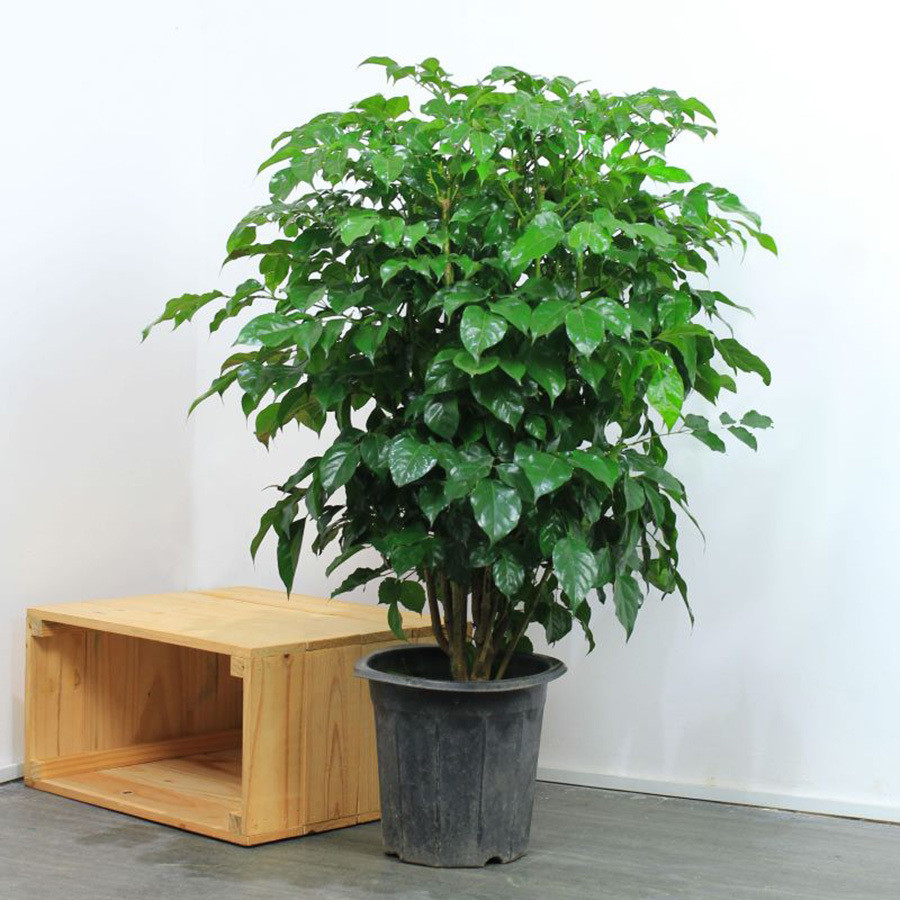 Ý nghĩa phong thuỷ ít người biết của cây hạnh phúc ảnh 1