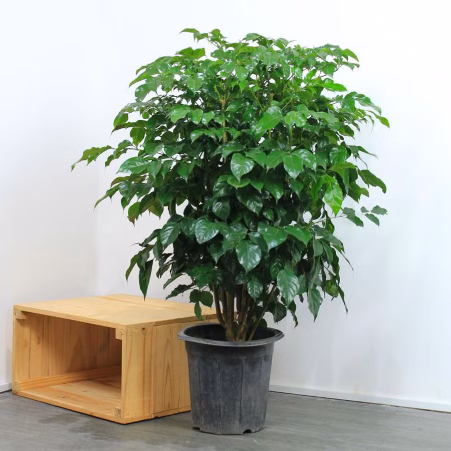 Ý nghĩa phong thuỷ ít người biết của cây hạnh phúc ảnh 1