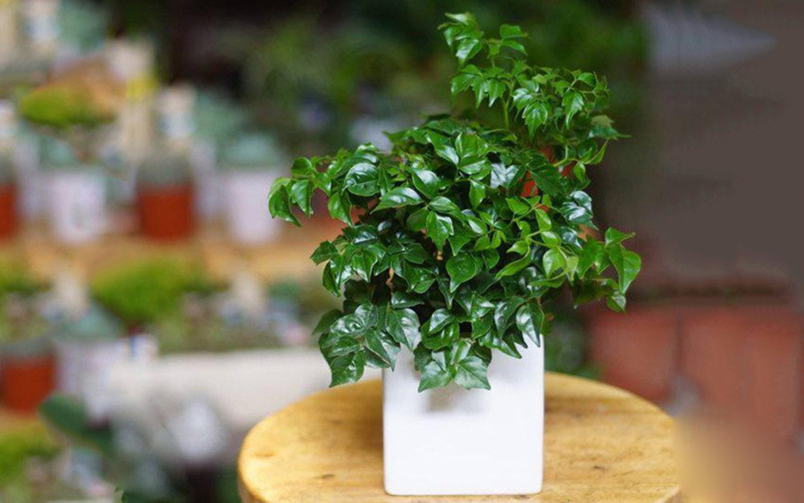 Ý nghĩa phong thuỷ ít người biết của cây hạnh phúc ảnh 2