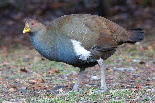 10. Chim Tasmanian Native-Hen. Đây loài chim không biết bay sống trên đảo Tasmanian, Úc. Chúng thường sống theo từng đàn nhỏ. Mặc dù không thể bay, nhưng loài chim này lại có khả năng bơi và chạy rất tốt.