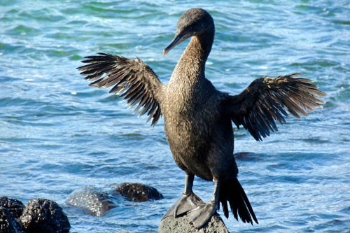 5. Chim cốc Cormorant. Chúng sinh sống chủ yếu ở quần đảo Galapagos và hầu như không có kẻ thù. Có lẽ, cũng bởi môi trường sống khá an toàn và không cần phải lẩn trốn kẻ thù, mà chúng đã tiến hóa theo hướng mất dần khả năng biết bay.