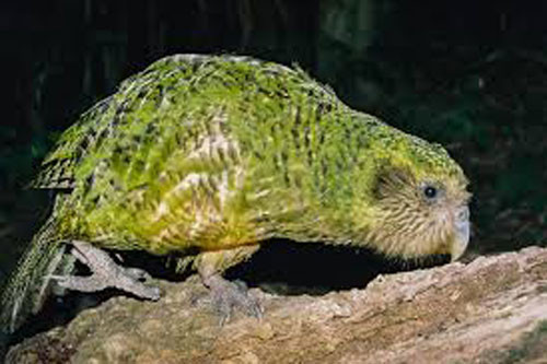 2. Vẹt Kakapo. Đây là loài vẹt đêm quý hiếm, được tìm thấy tại New Zealand. Tuy là loài vẹt to lớn nhất thế giới với cân nặng lên đến 4kg, thế nhưng đôi cánh của chúng lại rất nhỏ bé. Thêm vào đó là bộ lông khá to lớn làm cho chúng không thể đủ sức để có thể tung cánh bay lượn được. Nhưng điều thú vị là Kakapo lại có thành tích leo trèo rất đáng nể.