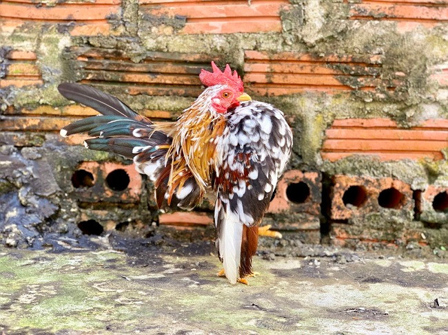 Đồng thời, một số người còn tiến hành mát-xa cho chúng ít nhất mỗi ngày 10 phút và cho chúng uống rượu tỏi mỗi tuần 1 lần để tăng khả năng miễn dịch. (Ảnh: Nguyễn Quang Nam).