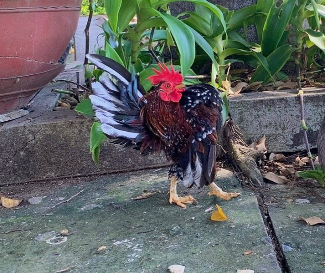 Để có những chú gà đẹp, người nuôi phải huấn luyện cách đi, đứng của chúng từ khi mới chào đời. (Ảnh: Nguyễn Quang Nam).