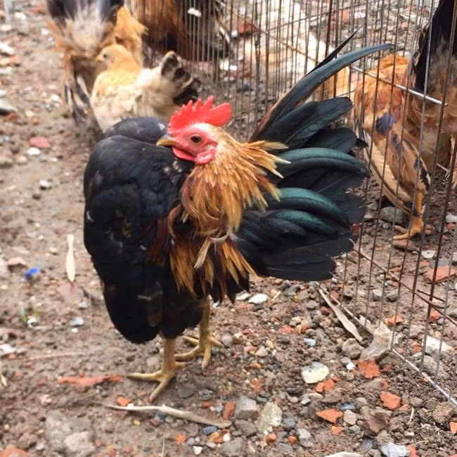 Anh Võ Thanh Lâm, người nuôi gà Serama tại Vĩnh Long cho biết, nuôi gà lực sĩ rất kỳ công, chuồng phải luôn sạch sẽ, đều đặn mỗi tuần 3 lần cho gà uống rượu tỏi để tăng đề kháng, bổ sung thêm vitamin, rau, khoáng chất…