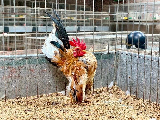 Lông đuôi của chúng dựng lên, từ đầu, cổ, lưng và đuôi tạo thành hình chữ V. (Ảnh: Nguyễn Quang Nam).