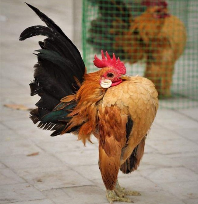 Dựa vào đó mà giá trị của gà Serama có thể từ vài triệu đồng lên tới vài chục triệu đồng