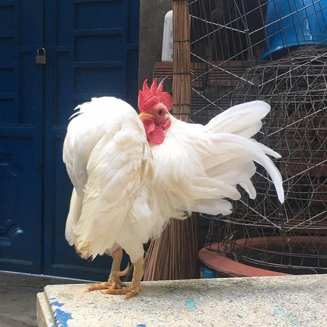 Ngoài màu sắc lông, hình dáng phải chuẩn.