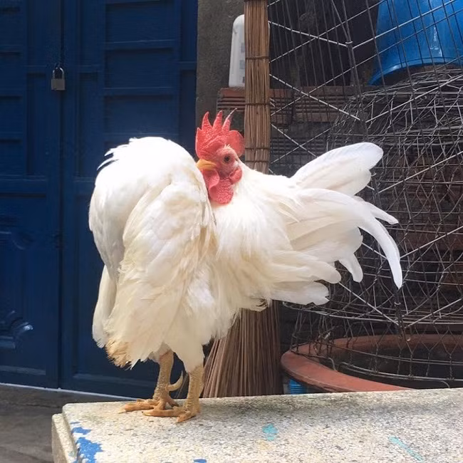 Ngoài màu sắc lông, hình dáng phải chuẩn.