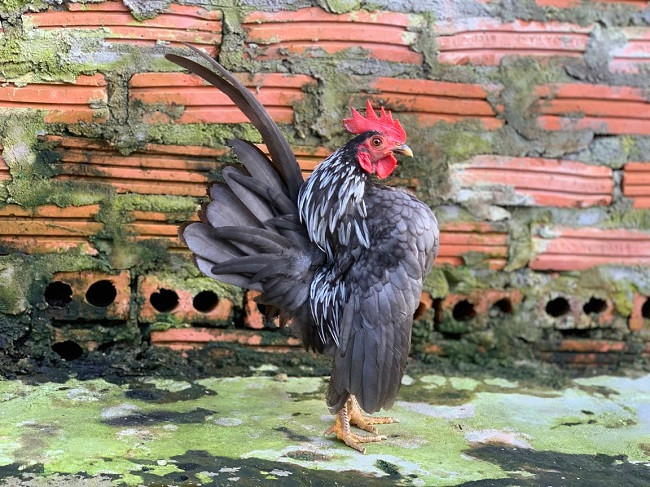 Chúng được coi là một trong những loại gà bé nhất thế giới khi mỗi con gà trưởng thành chỉ nặng chỉ từ 250-450gr. (Ảnh:Nguyễn Quang Nam).