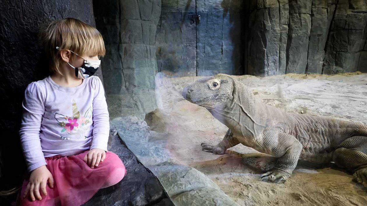 Ngày nay, rồng Komodo được nuôi tại nhiều vườn thú trên thế giới. Do có vẻ ngoài ấn tượng, chúng luôn là “ngôi sao” tại những nơi mà mình hiện diện. Theo khuyến cao, chuồng nuôi rồng Komodo phải có diện tích tối thiểu 300m2 cho mỗi cá thể.