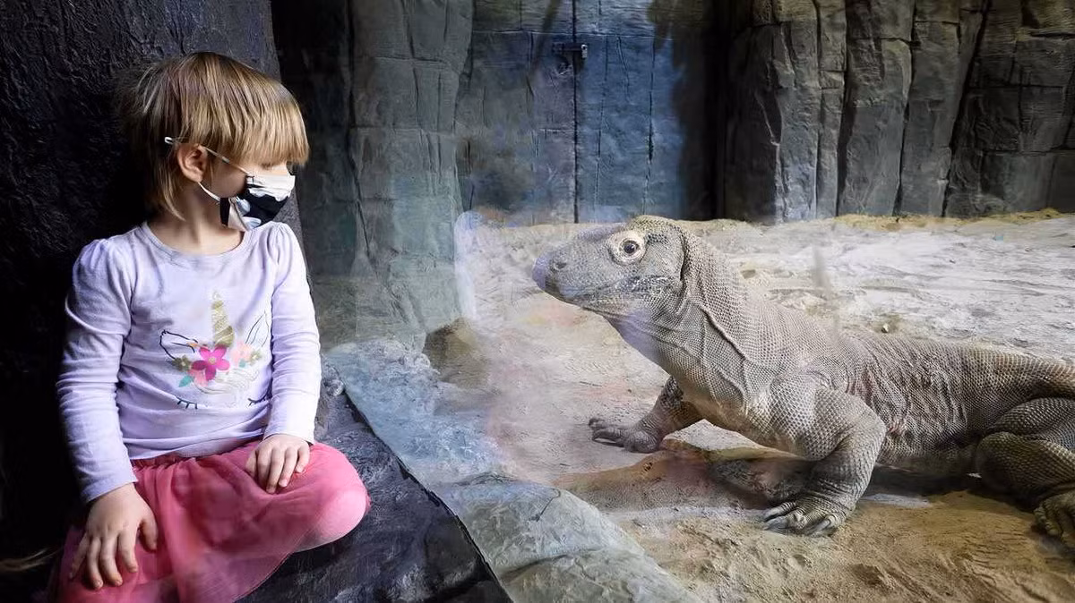 Ngày nay, rồng Komodo được nuôi tại nhiều vườn thú trên thế giới. Do có vẻ ngoài ấn tượng, chúng luôn là “ngôi sao” tại những nơi mà mình hiện diện. Theo khuyến cao, chuồng nuôi rồng Komodo phải có diện tích tối thiểu 300m2 cho mỗi cá thể.