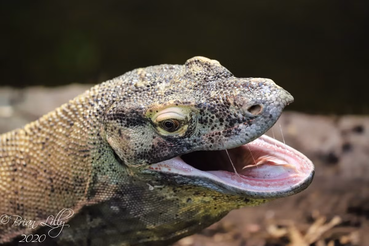 Vũ khí săn mồi của rồng Komodo là bộ hàm rất khỏe với khoảng 60 răng nhỏ và sắc, có răng cưa. Người ta khẳng định rằng chúng có nọc độc, với hai tuyến ở hàm dưới tiết ra một số protein độc.