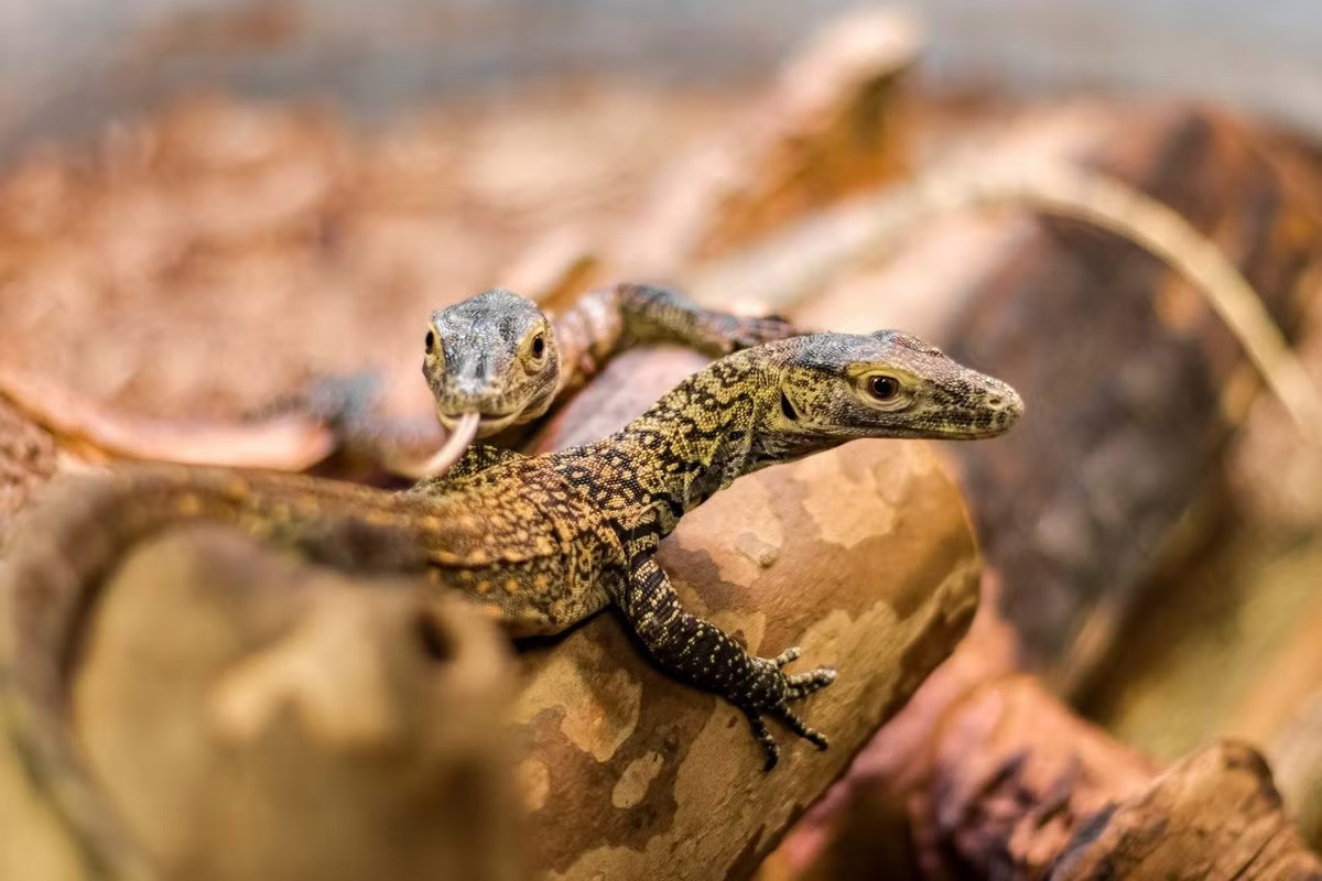 Trứng của rồng Komodo g có vỏ mềm, được ấp trong khoảng 7-8 tháng. Khi nở rồng con nặng khoảng 80g, sẽ phải tự kiếm ăn bằng cách săn các loài côn trùng nhỏ. Chỉ một tỉ lệ nhỏ trong số chúng sống được đến khi trước thành do phần lớn trở thành con mồi của các loài khác.