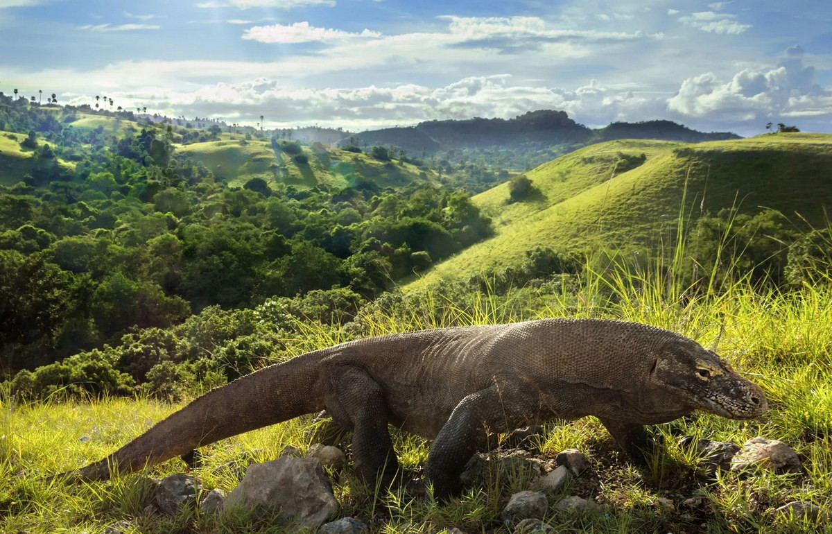 Vào năm 1980, Indonesia đã lập Vườn quốc gia Komodo nhằm bảo tồn loài bò sát khổng lồ đặc hữu của mình. Đến năm 1991, UNESCO đã công nhận khu bảo tồn này là Di sản thiên nhiên thế giới.