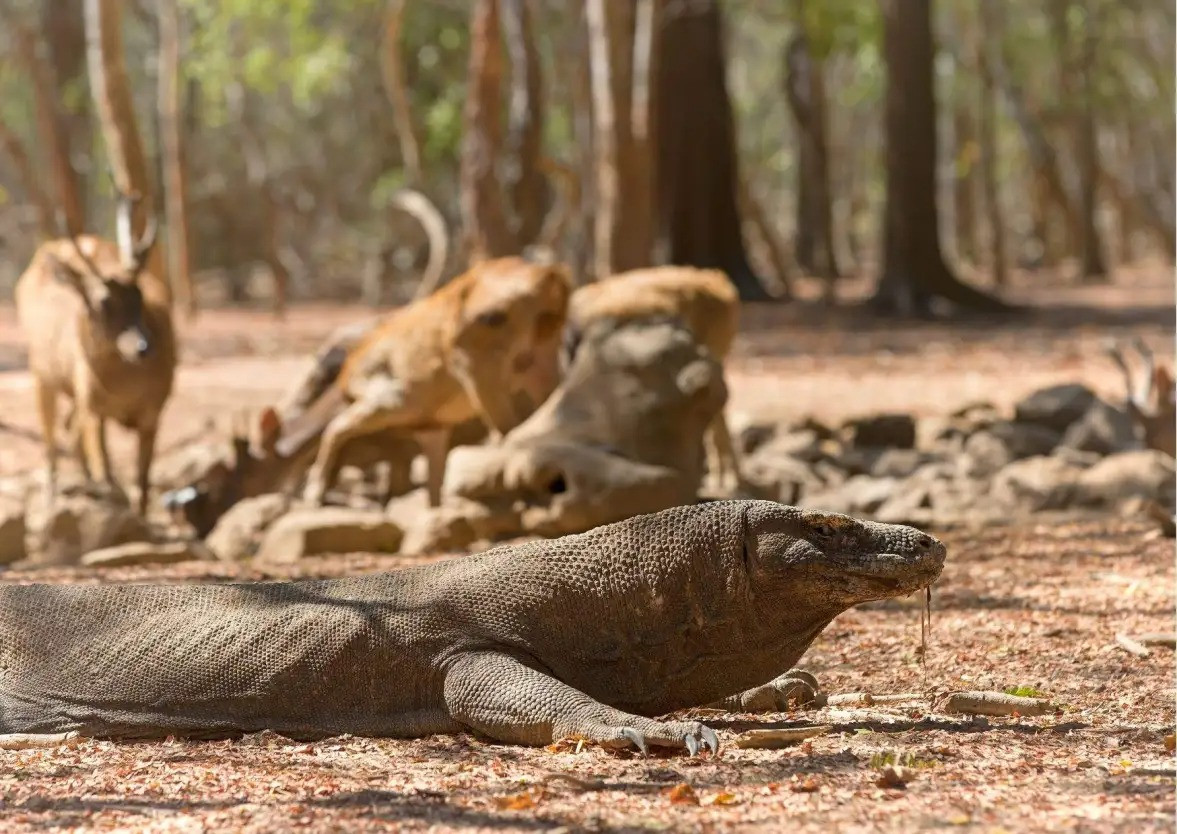 Với tốc độ chạy tối đa 20km/h, rồng Komodo không thể đuổi bắt những loài có tốc độ nhanh như nai. Vì vậy, chúng săn nai bằng cách lén lút di chuyển cho đến khi cách con mồi khoảng 1 mét mới lao đến và tung ra cú táp vào chân.