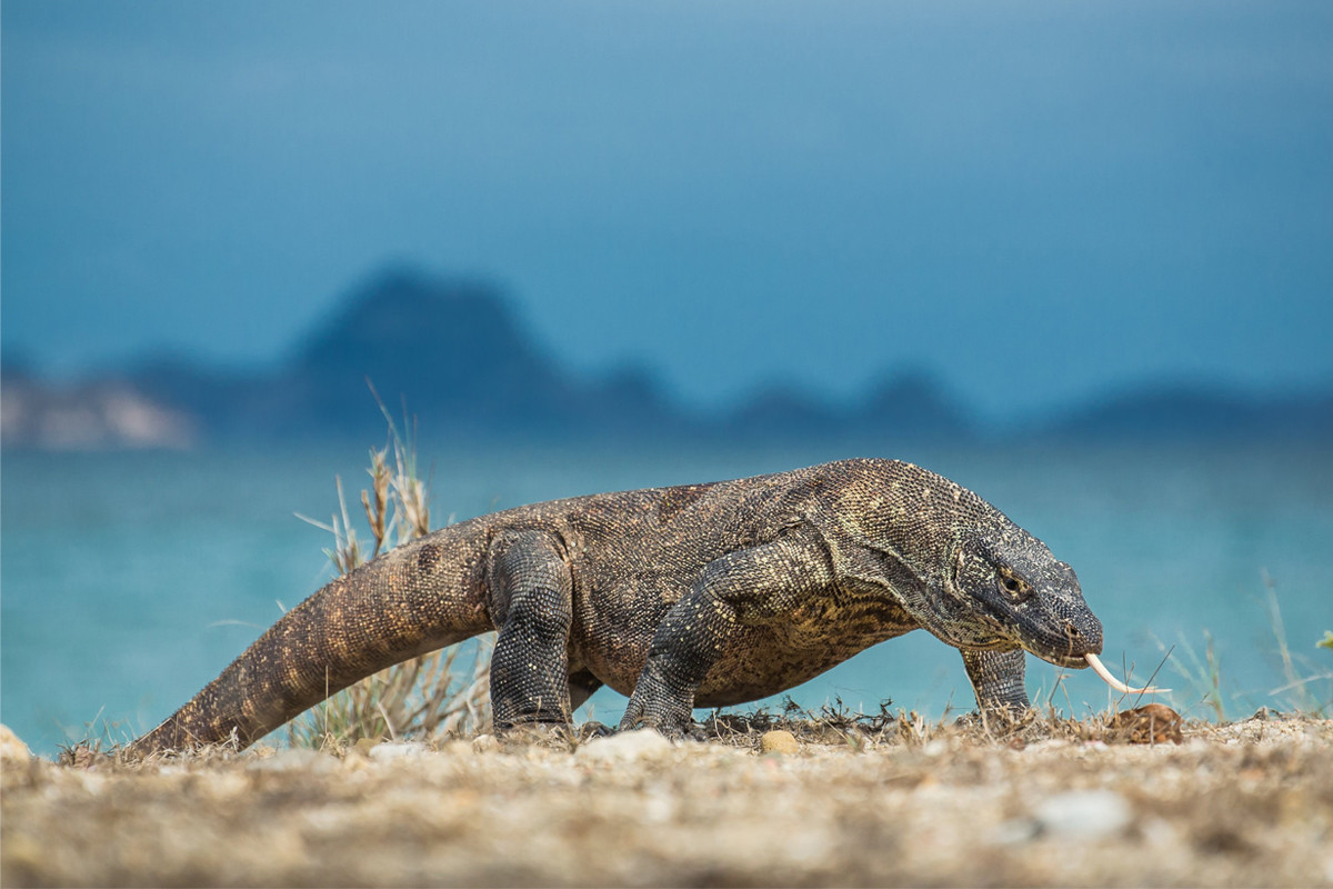 Sinh sống trên các đảo Komodo, Rinca, Flores và Gili Motang của Indonesia, rồng Komodo (Varanus komodoensis) là thành viên của họ Kỳ đà (Varanidae), được coi là loài thằn lằn lớn nhất còn tồn tại trên thế giới cho đến nay.