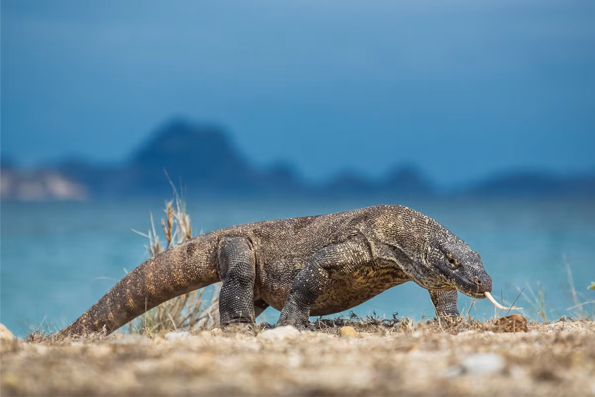 Sinh sống trên các đảo Komodo, Rinca, Flores và Gili Motang của Indonesia, rồng Komodo (Varanus komodoensis) là thành viên của họ Kỳ đà (Varanidae), được coi là loài thằn lằn lớn nhất còn tồn tại trên thế giới cho đến nay.