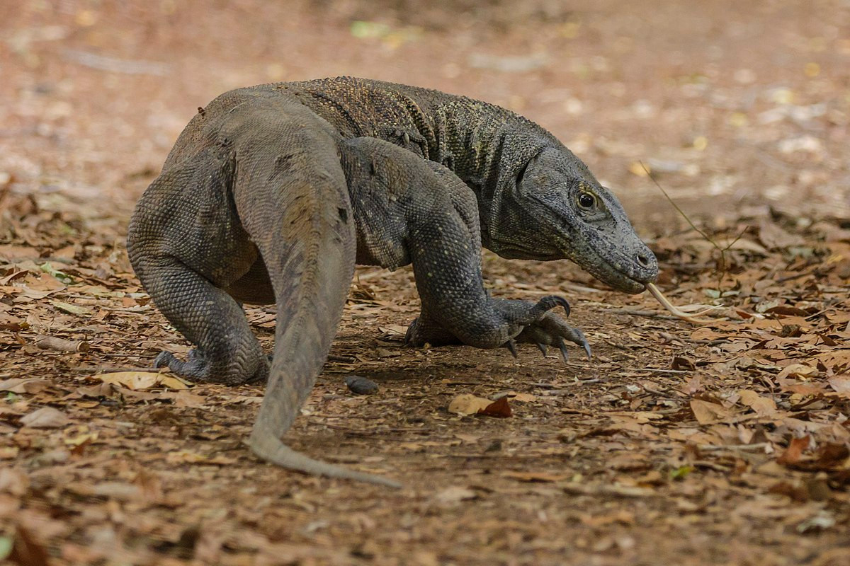 Khi sống sót đến 5 tuổi, rồng Komodo có thể dài tới 2,5 m và nặng 25 kg, và kích cỡ của chúng tiếp tục tăng trong những năm tiếp theo của cuộc đời. Ước tính tuổi thọ rồng Komodo lên tới 50 năm trong tự nhiên.