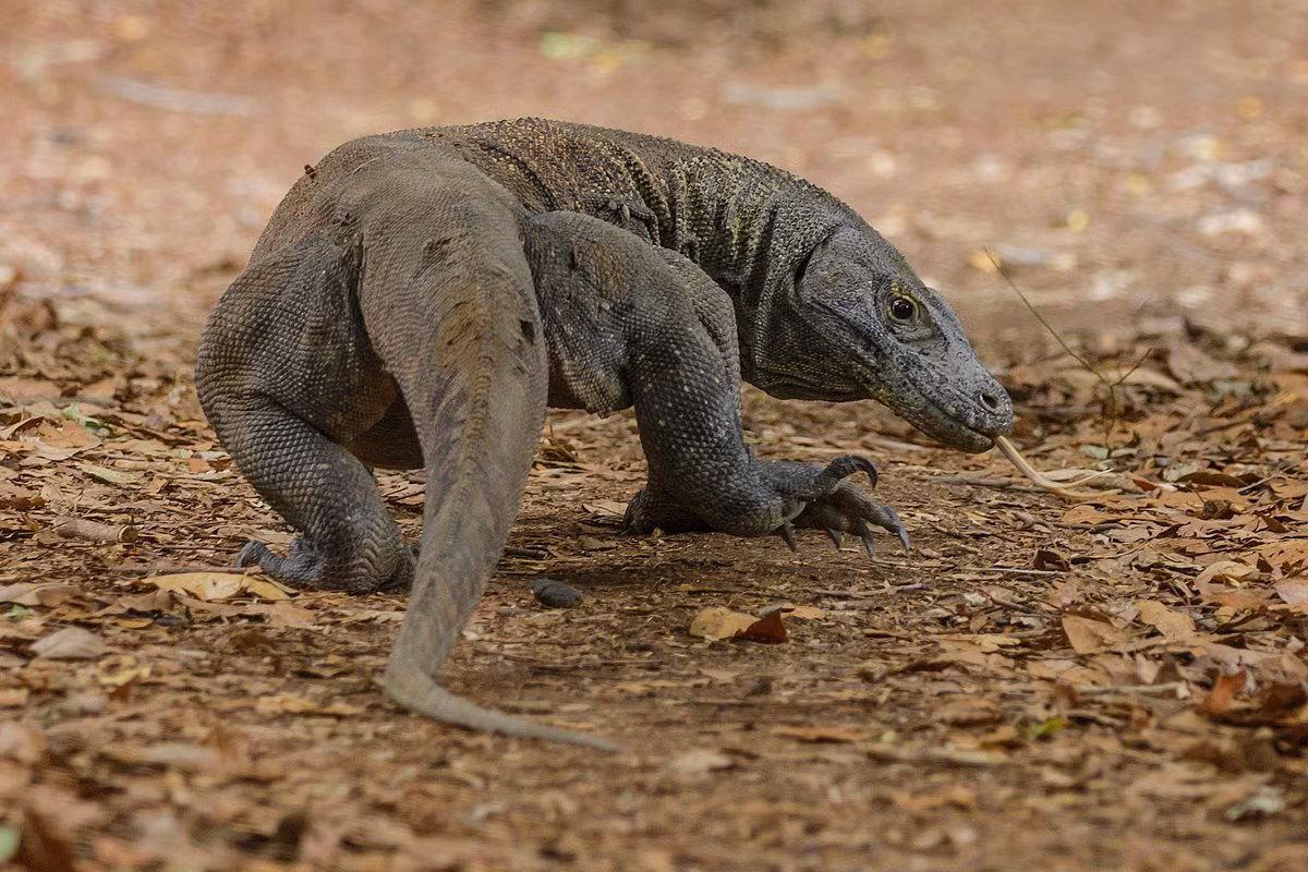 Khi sống sót đến 5 tuổi, rồng Komodo có thể dài tới 2,5 m và nặng 25 kg, và kích cỡ của chúng tiếp tục tăng trong những năm tiếp theo của cuộc đời. Ước tính tuổi thọ rồng Komodo lên tới 50 năm trong tự nhiên.