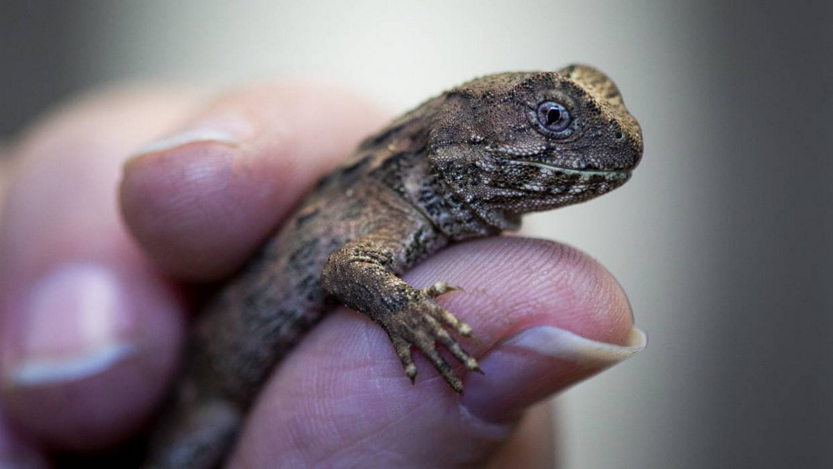 Các cá thể tuatara non có một "con mắt thứ ba" trên đỉnh đầu, là một cơ quan có khả năng tiếp nhận ánh sáng, mà mục đích sử dụng vẫn chưa được xác định rõ ràng. "Con mắt " này sẽ dần biến mất khi chúng trưởng thành.