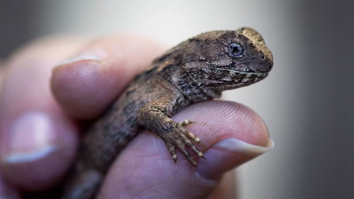 Các cá thể tuatara non có một "con mắt thứ ba" trên đỉnh đầu, là một cơ quan có khả năng tiếp nhận ánh sáng, mà mục đích sử dụng vẫn chưa được xác định rõ ràng. "Con mắt " này sẽ dần biến mất khi chúng trưởng thành.