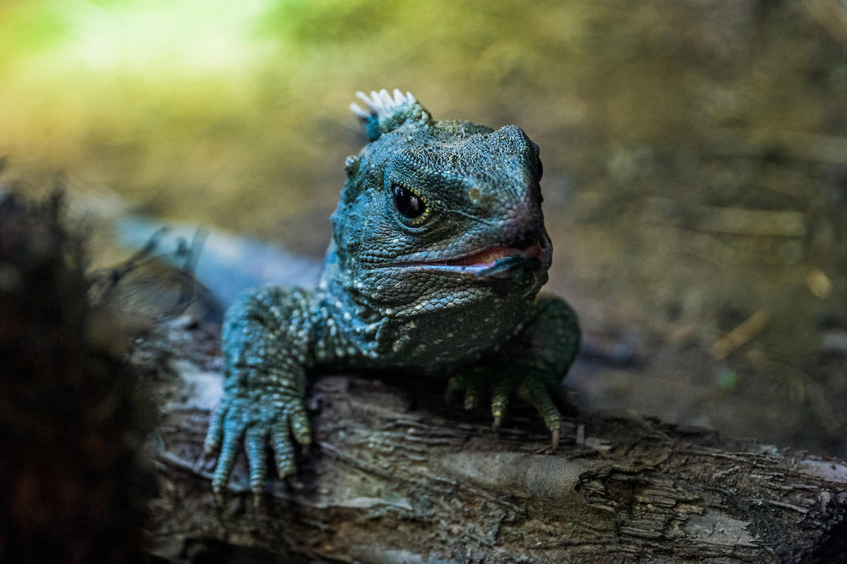 Trong quá khứ từng có rất nhiều loài tuatara tồn tại, nhưng ngày nay chỉ còn một loài có tên khoa học là Sphenodon punctatus. Chúng phân bố trong một khu vực hẹp ở New Zealand, chủ yếu là các đảo nhỏ phía Đông Bắc quốc gia này.