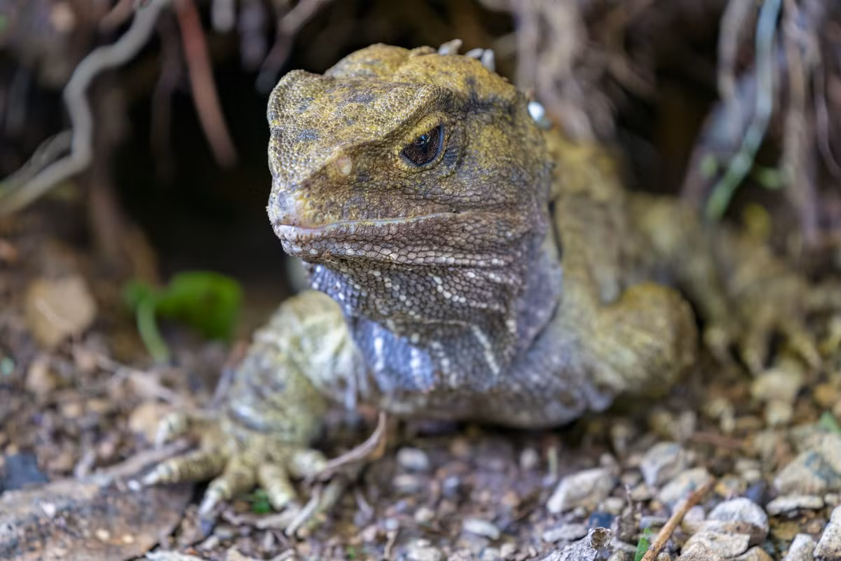 Cùng với rùa, tuatara có cơ quan thính giác nguyên thủy nhất trong lớp Bò sát, khi không có màng nhĩ và lỗ tai. Mắt tuatara tương đối phát triển, với khả năng nhìn tốt trong bóng tối.