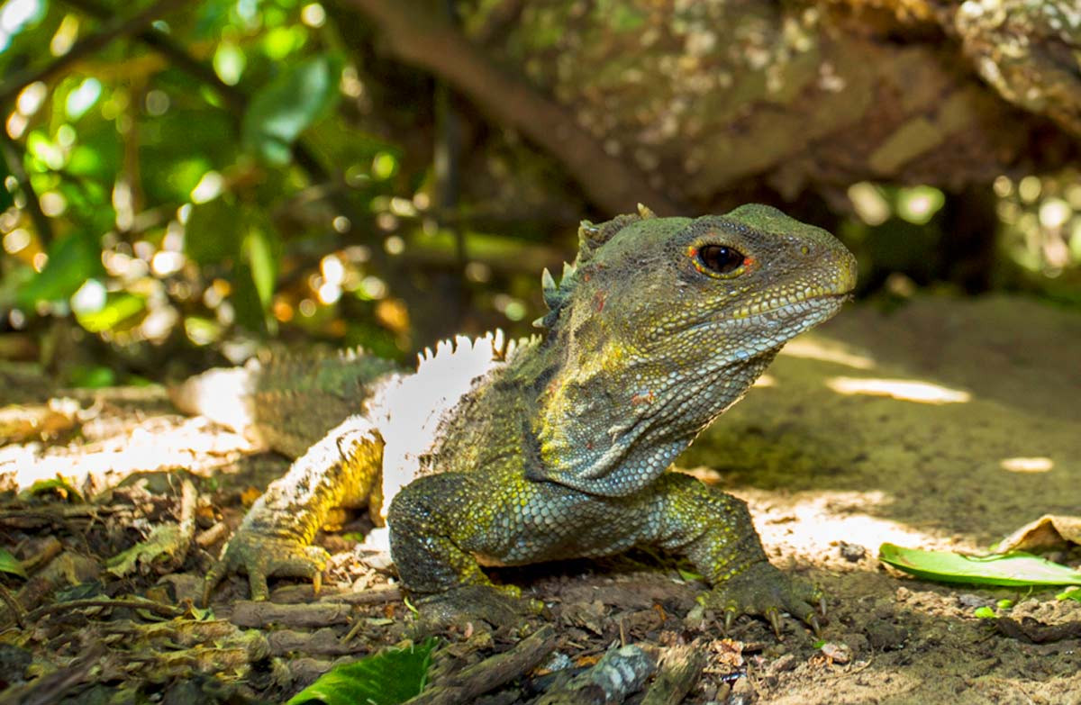 Về mặt tập tính, tuatara là loài bò sát sống trên cạn và chủ yếu hoạt động buổi đêm. Chúng thường săn côn trùng ẩn mình dưới những khúc gỗ và đá, nhưng cũng có thể xơi ếch, thằn lằn nhỏ, trứng và chim non. Chúng tận dụng hang của chim biển để trú ẩn hoặc tự đào hang cho mình.