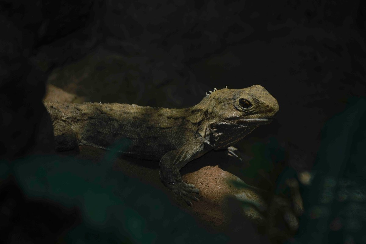 Chúng cũng là loài tăng trưởng chậm nhất trong lớp Bò sát. Phái mất 35 năm, tuatara mới đạt kích cỡ lớn nhất. Tuổi thọ trung bình của chúng là 60, và một số trường hợp tuatara nuôi nhốt sống đến hơn 100 năm đã được ghi nhận.