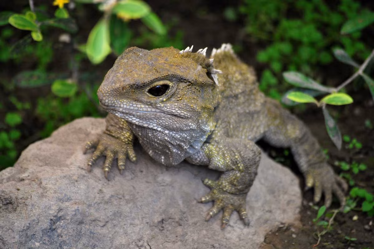 Theo luật pháp New Zealand, tuatara được bảo vệ đặc biệt với việc nghiêm cấm buôn bán, nuôi nhốt hoặc mang ra khỏi đất nước. Nếu muốn ngắm nhìn chúng, cách duy nhất là đến các khu bảo tồn được cấp phép mở cửa cho khách du lịch tham quan.