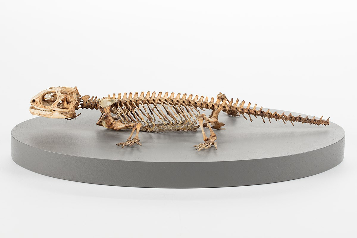 Bộ xương của tuatara mang những đặc điểm của bò sát nguyên thủy, với cột sống có một số nét tương đồng với xương cá và lưỡng cư. Xương chậu và xương bả vai của chúng được sắp xếp khác với của thằn lằn.