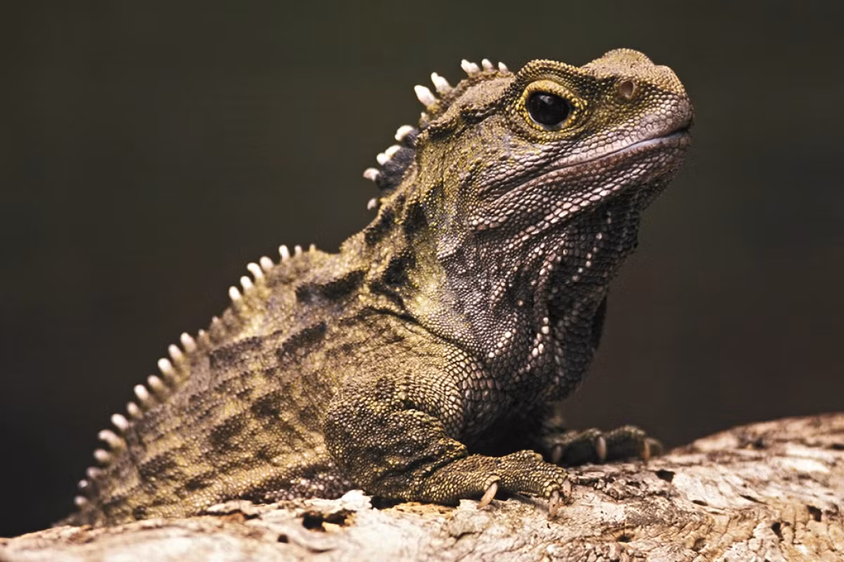 Tuatara sinh sản với tốc độ rất chậm. Chúng mất mất từ 10 đến 20 năm để đạt đến độ thành thục về mặt sinh dục. Con cái giao phối và đẻ trứng 4 năm một lần. Phải mất từ 12 đến 15 tháng kể từ khi giao phối trứng mới nở.