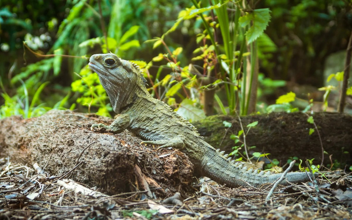 Trên phương diện tiến hóa, tuatara có tổ tiên chung gần nhất với các loài thằn lằn và rắn. Do đó, loài bò sát này nhận được sự quan tâm đặc biệt từ những nhà nghiên cứu về sự tiến hóa của thằn lằn và rắn.