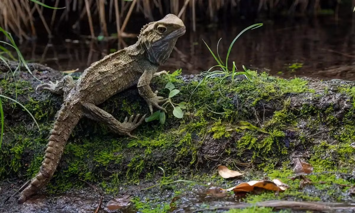 Các mảng gai trên lưng và đuôi của tuatara giống với cá sấu hơn là thằn lằn, nhưng chúng lại chia sẻ với thằn lằn khả năng đứt đuôi khi bị đe dọa. Cũng như thằn lằn, đuôi chúng sau đó sẽ mọc lại.