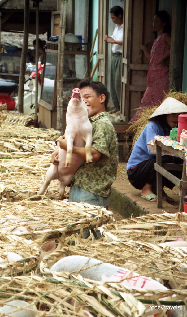 Thanh niên và con lợn con ở chợ lợn.