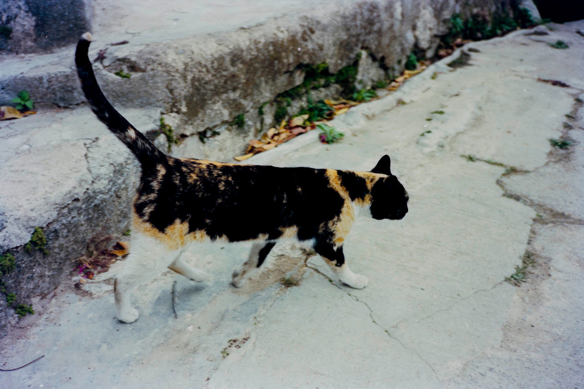 Con mèo ở đảo Bình Châu.