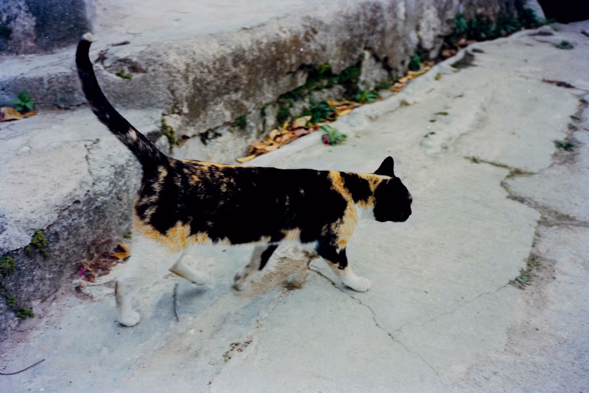 Con mèo ở đảo Bình Châu.