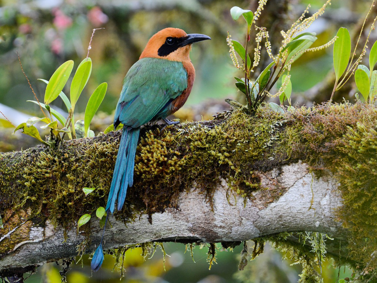 Sả đuôi trĩ hung (Baryphthengus martii) dài 46 cm, phân bố ở Trung Mỹ và phía Bắc Nam Mỹ. Giống các loài sả đuôi trĩ khác, loài này dùng mỏ chắc khỏe để đột kích côn trùng lớn và động vật có xương sống nhỏ.