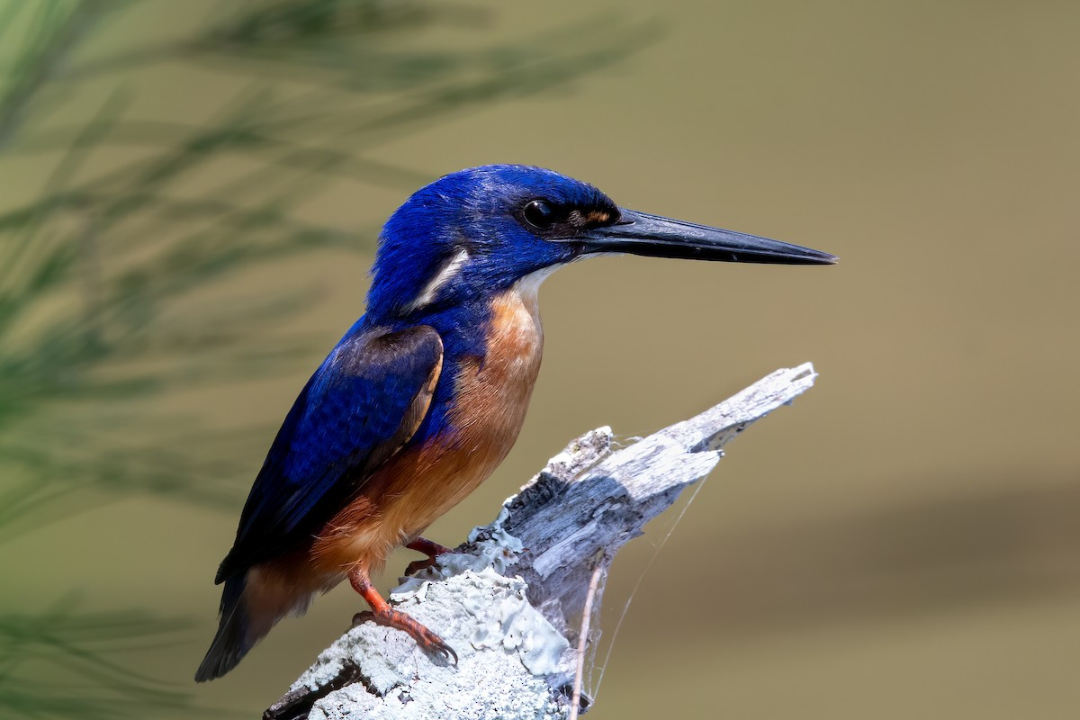 Bồng chanh lưng xanh (Alcedo azurea) dài 17-19 cm, sống tại các lạch và rừng ngập mặn ở New Guinea và Australia. Giống các loài bồng chanh khác, chúng làm tổ trong các hốc dọc bờ sông.