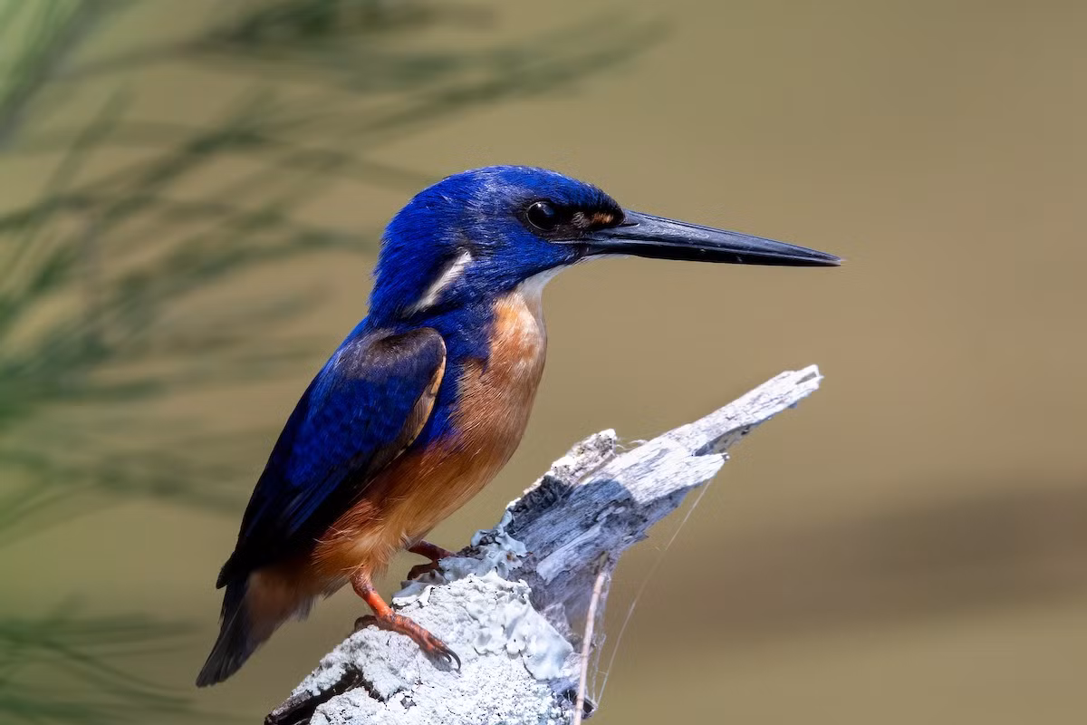 Bồng chanh lưng xanh (Alcedo azurea) dài 17-19 cm, sống tại các lạch và rừng ngập mặn ở New Guinea và Australia. Giống các loài bồng chanh khác, chúng làm tổ trong các hốc dọc bờ sông.