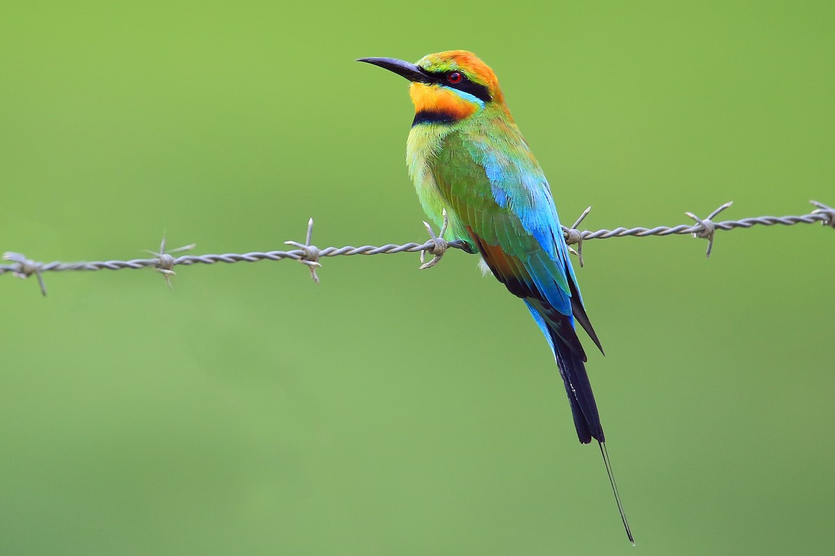 Trảu đa sắc (Merops ornatus) dài 23 cm, là loài trảu duy nhất của Australia. Các quần thể ở xa nhất về phía Nam của loài này di trú về phía Bắc để trú đông ở Bắc Australia và Indonesia.