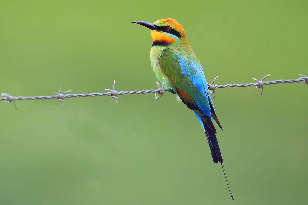 Trảu đa sắc (Merops ornatus) dài 23 cm, là loài trảu duy nhất của Australia. Các quần thể ở xa nhất về phía Nam của loài này di trú về phía Bắc để trú đông ở Bắc Australia và Indonesia.